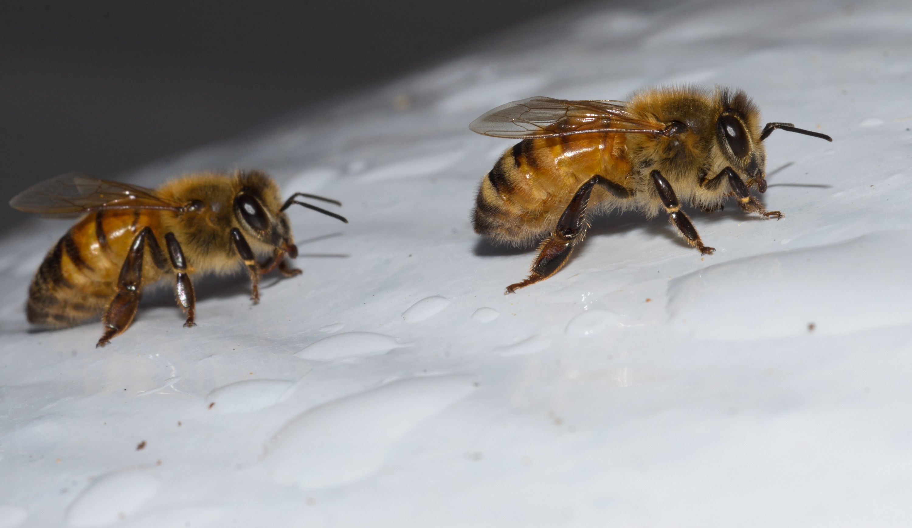 DSC_2353 – crispin, nz, new, zealand, new zealand, aug16_cm, Honey, bee, worker, home